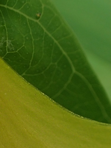 170719033meiten.jpg