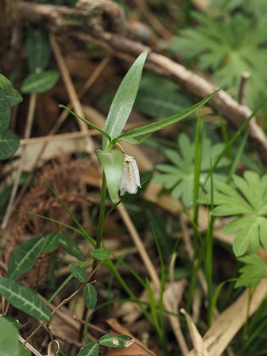 180401153kosinokobaimo.jpg