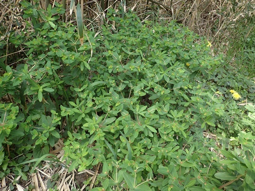 180402040natutodai.jpg