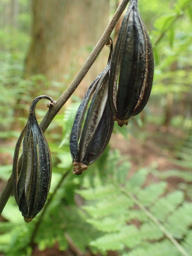 180502031sarumenebine.jpg