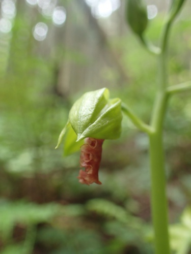 180502045sarumenebine.jpg