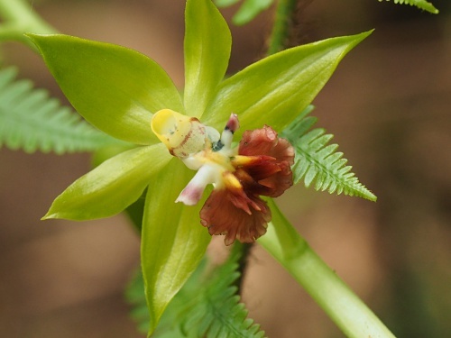 180502053sarumenebine.jpg