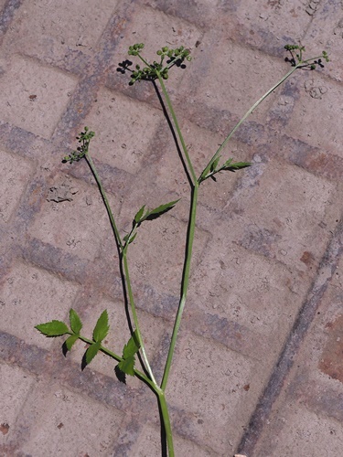 180520025ekisaizeri.jpg