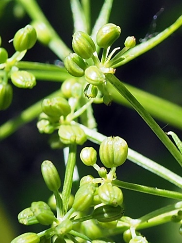 180520028ekisaizeri.jpg
