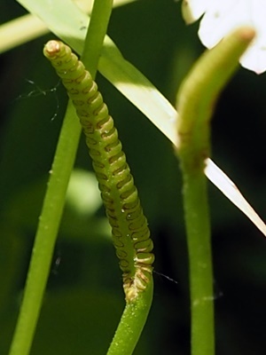 180520049tonehanayasuris.jpg