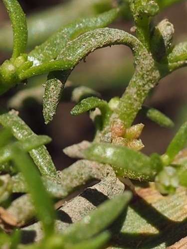 180520074azumatumekusas.jpg