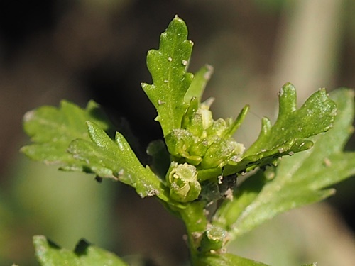 180520083koinugarasi.jpg