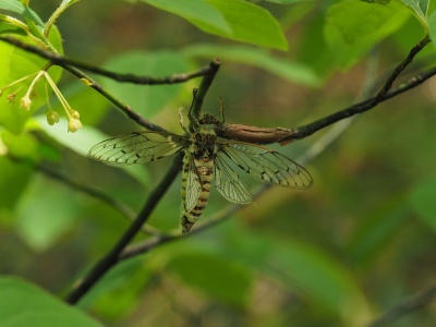 180526063ezoharuzemi.jpg