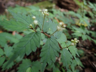 180529203himeuwabamiso.jpg