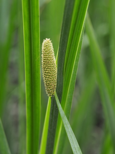 180529269syobu.jpg