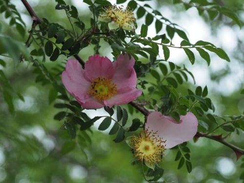 180530001sansyobara.jpg