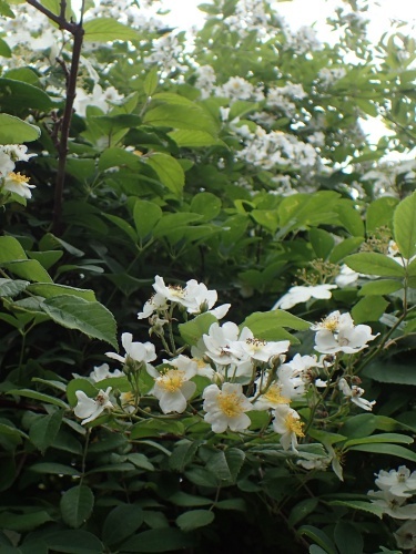 180530003noibara.jpg