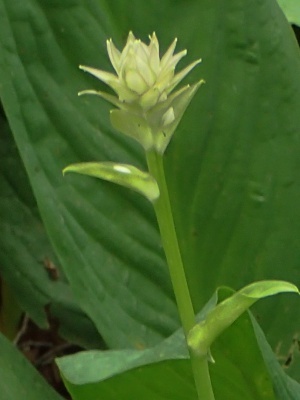 180530156oobagibousi.jpg