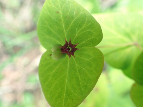 180608121natutodai.jpg