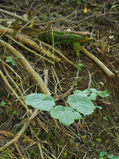 180818085oobasyoma.jpg