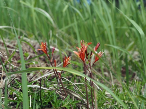 180820034kitunenokamisori.jpg