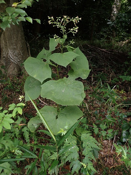 180820059inudouna.jpg