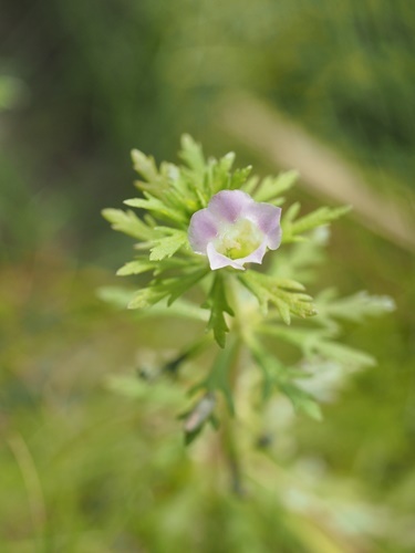 180908098kikumo.jpg