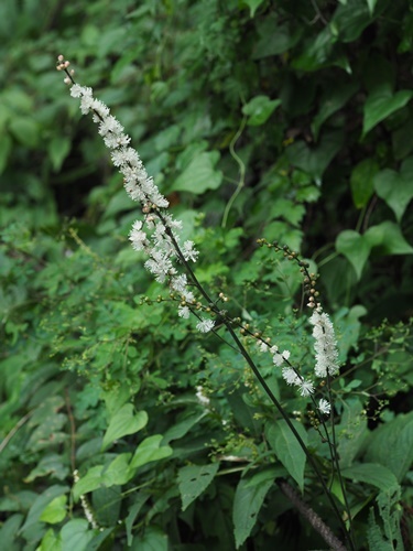 180916139inusyoma.jpg
