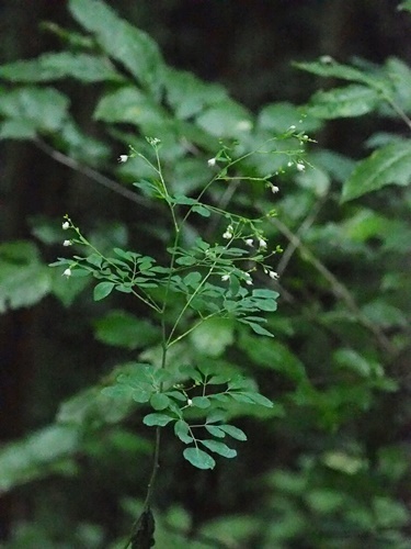 180916167matukazeso.jpg
