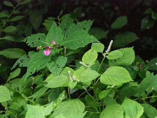 180916214remonegoma.jpg