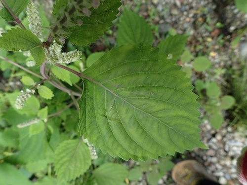 180916216remonegoma.jpg