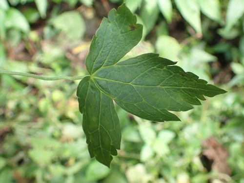 1809162297mitubahuuro.jpg