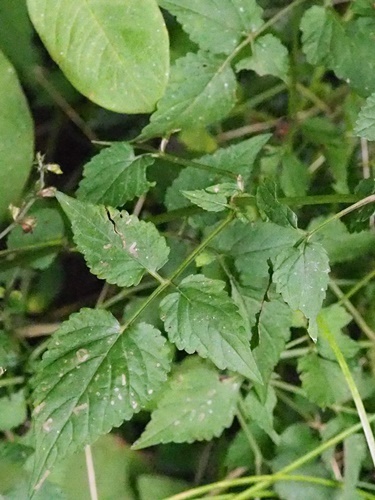 180916250akinotamuraso.jpg