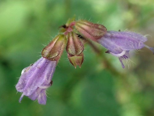 180916259akinotamuraso.jpg