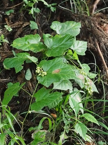 180916268miyamahuyuitigo.jpg