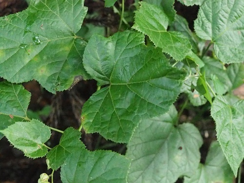 180916269miyamahuyuitigo.jpg