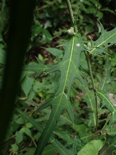 180916280azumayamaazami.jpg