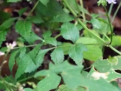 180916286akinotamuraso.jpg
