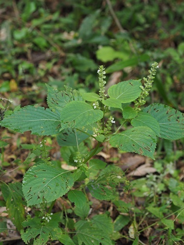 180929014remonegoma.jpg