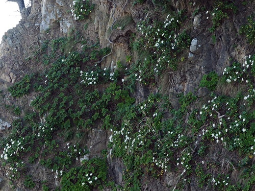 181008059hamagiku.jpg
