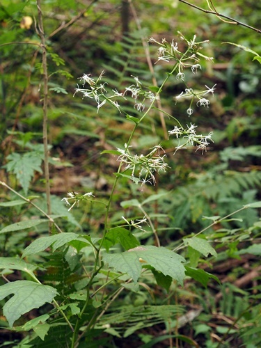 181015036oyarihaguma.jpg