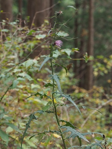 181108014taiazamika.jpg