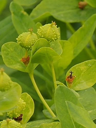 190421055nourusis.jpg