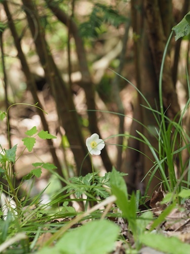 190423003itirinso.jpg