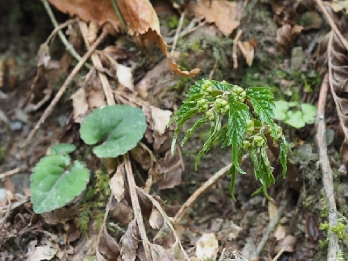 190423072himeuwabamiso.jpg