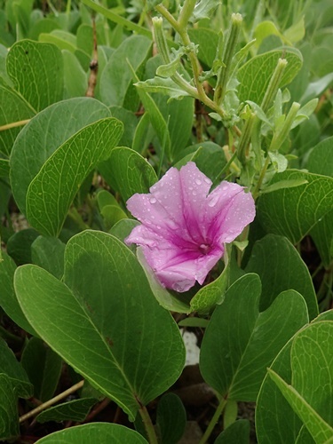 190602101gunbaihirugao.jpg