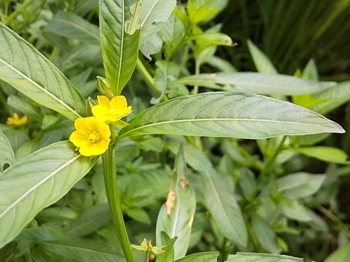 190831010usuge.jpg