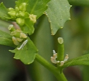 190901154koinugarasi.jpg