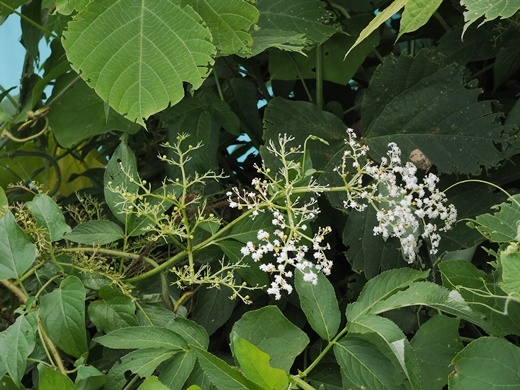 190907017sokuzu.jpg