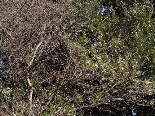 191110047egonoki.jpg