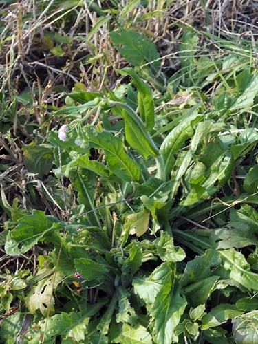 191110083harujion.jpg