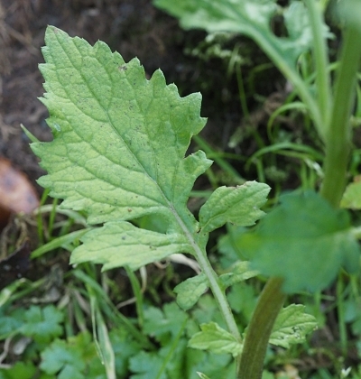 bukuryousai190530162.jpg