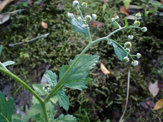 bukuryousai190530165.jpg