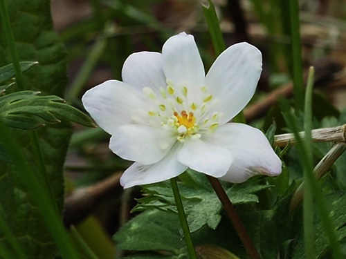 200414014nirinso7mai.jpg