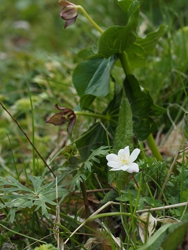 200414015nirinso7.jpg